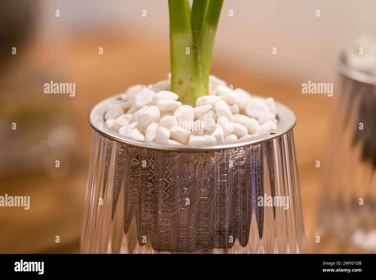 Spathiphyllum cochlearispathum comunemente chiamato giglio della pace che cresce in acqua nel vetro Foto Stock