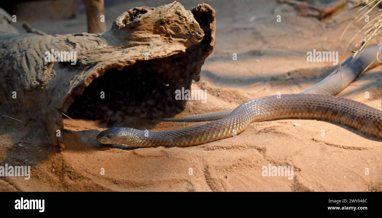 Le mulgas sono un serpente altamente velenoso e il loro veleno viene prodotto in grandi quantità! Un grande mulga può rilasciare oltre 150 milligrammi di veleno in un morso, Foto Stock