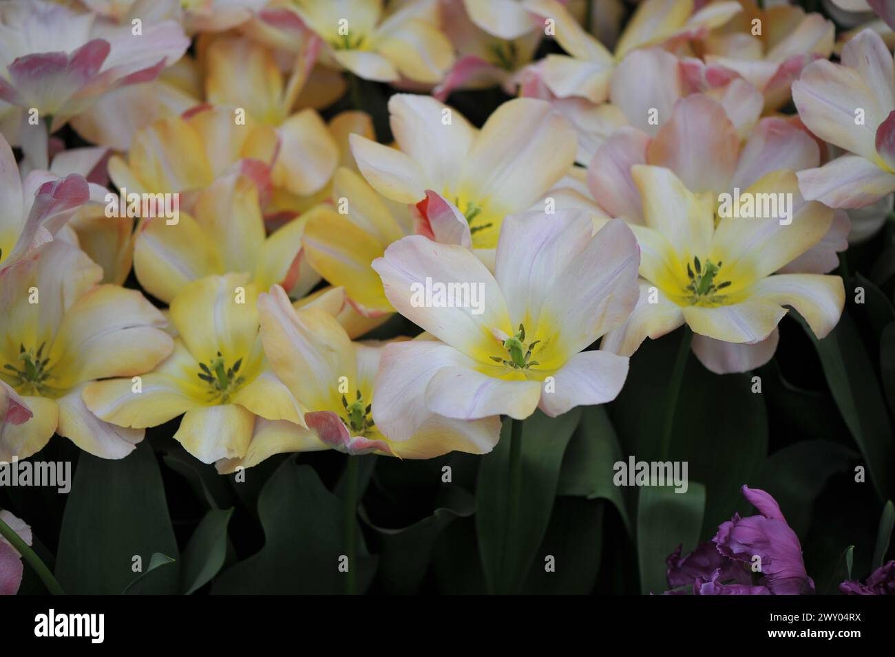 I tulipani ibridi Darwin (Tulipa) Kunyun bianchi, gialli e rosa fioriscono in un giardino ad aprile Foto Stock