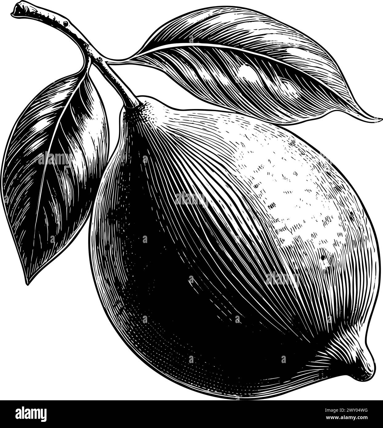 Incisione al limone frutta isolata trafilata a mano Illustrazione Vettoriale