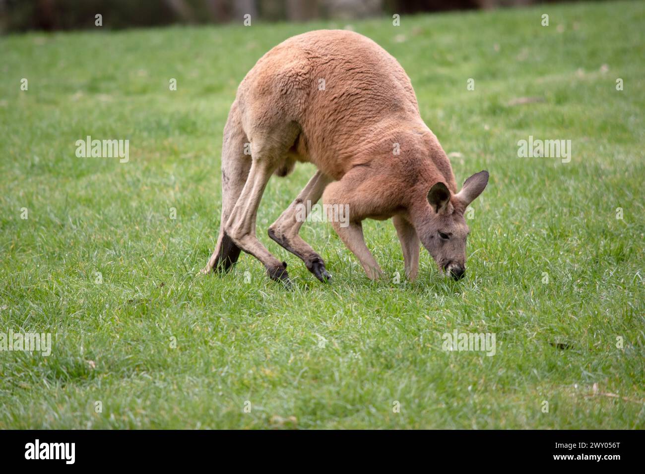 I canguri rossi maschi hanno pelliccia rosso-marrone. Hanno arti superiori accorciati con zampe a artiglio. Foto Stock