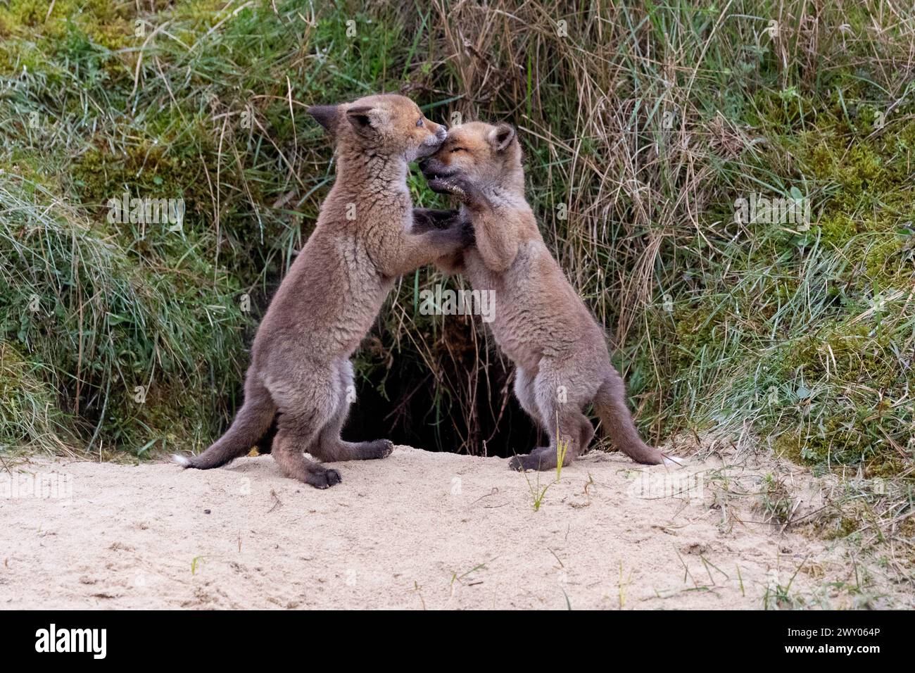 Due adorabili giovani volpi giocano a combattere su terreni sabbiosi vicino a cespugli Foto Stock