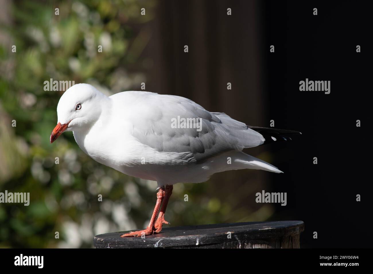 I gabbiani sono noti per le loro piume bianche e grigie, il becco forte e i piedi zigrinati. Foto Stock