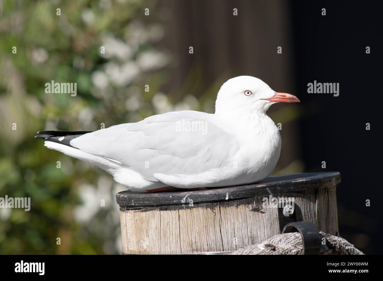 I gabbiani sono noti per le loro piume bianche e grigie, il becco forte e i piedi zigrinati. Foto Stock