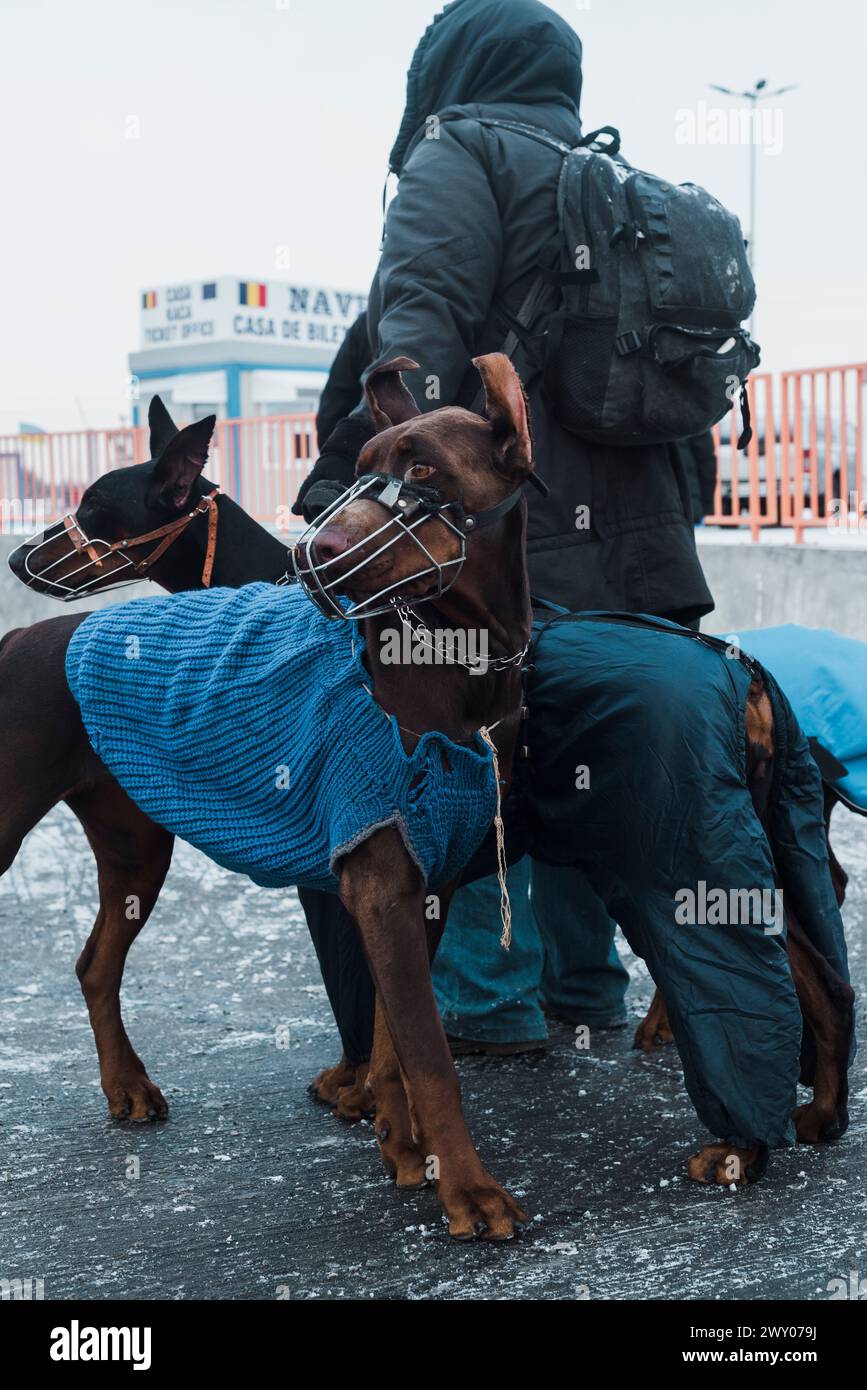 I cani dobermann siedono accanto al loro proprietario nella stazione di confine di Isaccea, in Ucraina, mentre aspettano di attraversare il confine ed entrare in Romania. Foto Stock