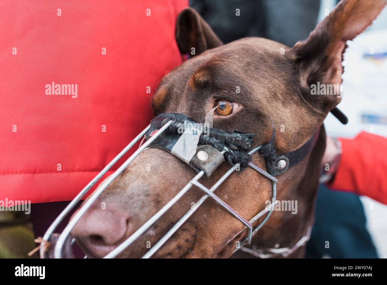 Un cane dobermann siede accanto al suo proprietario nella stazione di confine di Isaccea, Ucraina, mentre aspetta di attraversare il confine ed entrare in Romania. Foto Stock