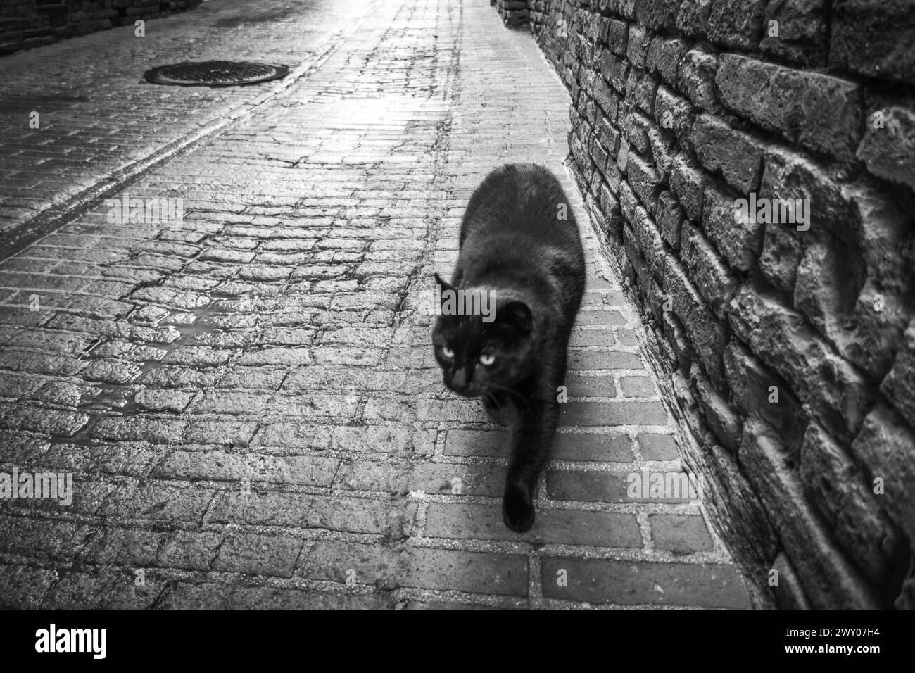 Un gatto randagio affettuoso in Italia Foto Stock