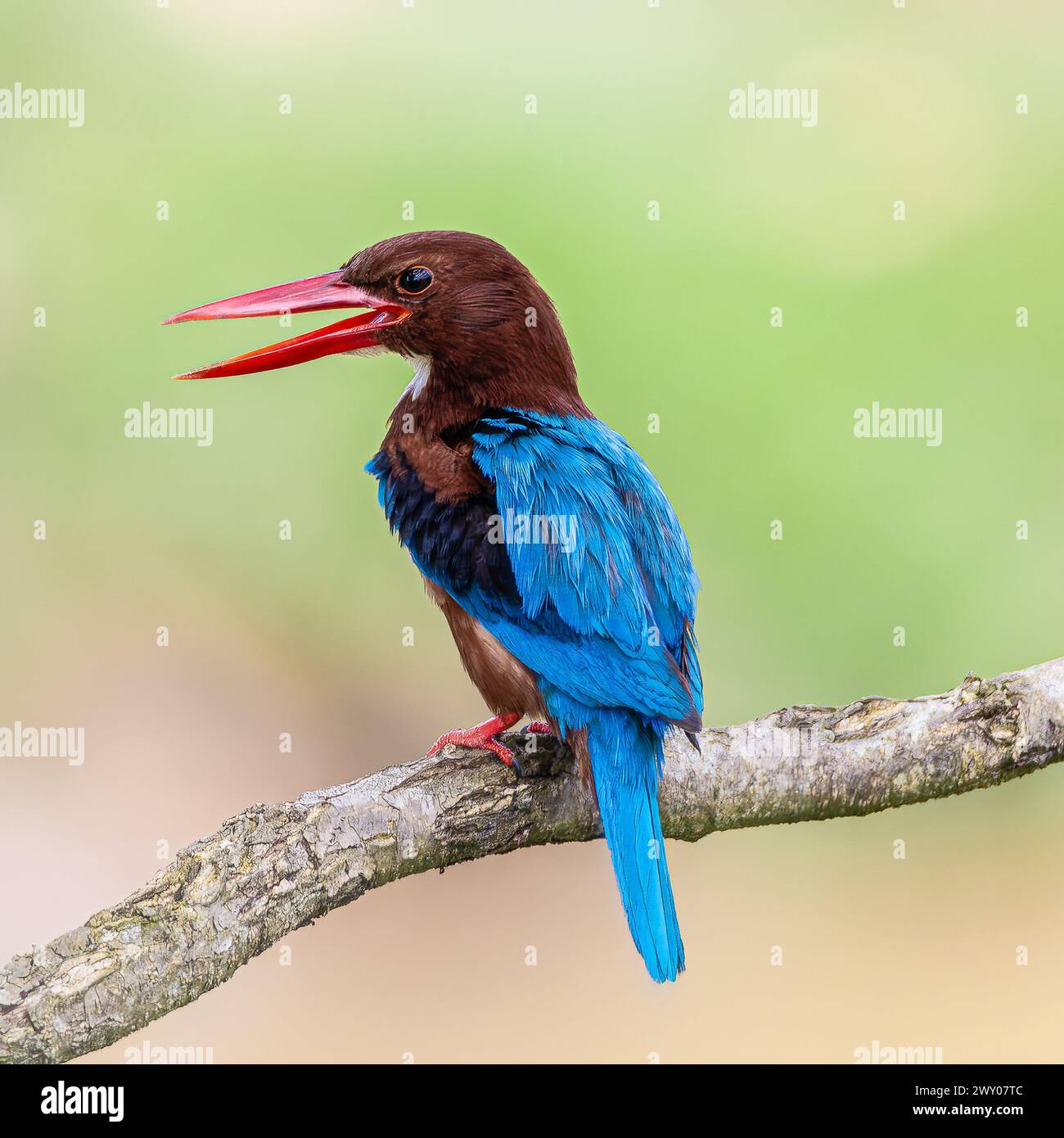 kingfisher con gola bianca nome scientifico: Halcyon smyrnensis Foto Stock