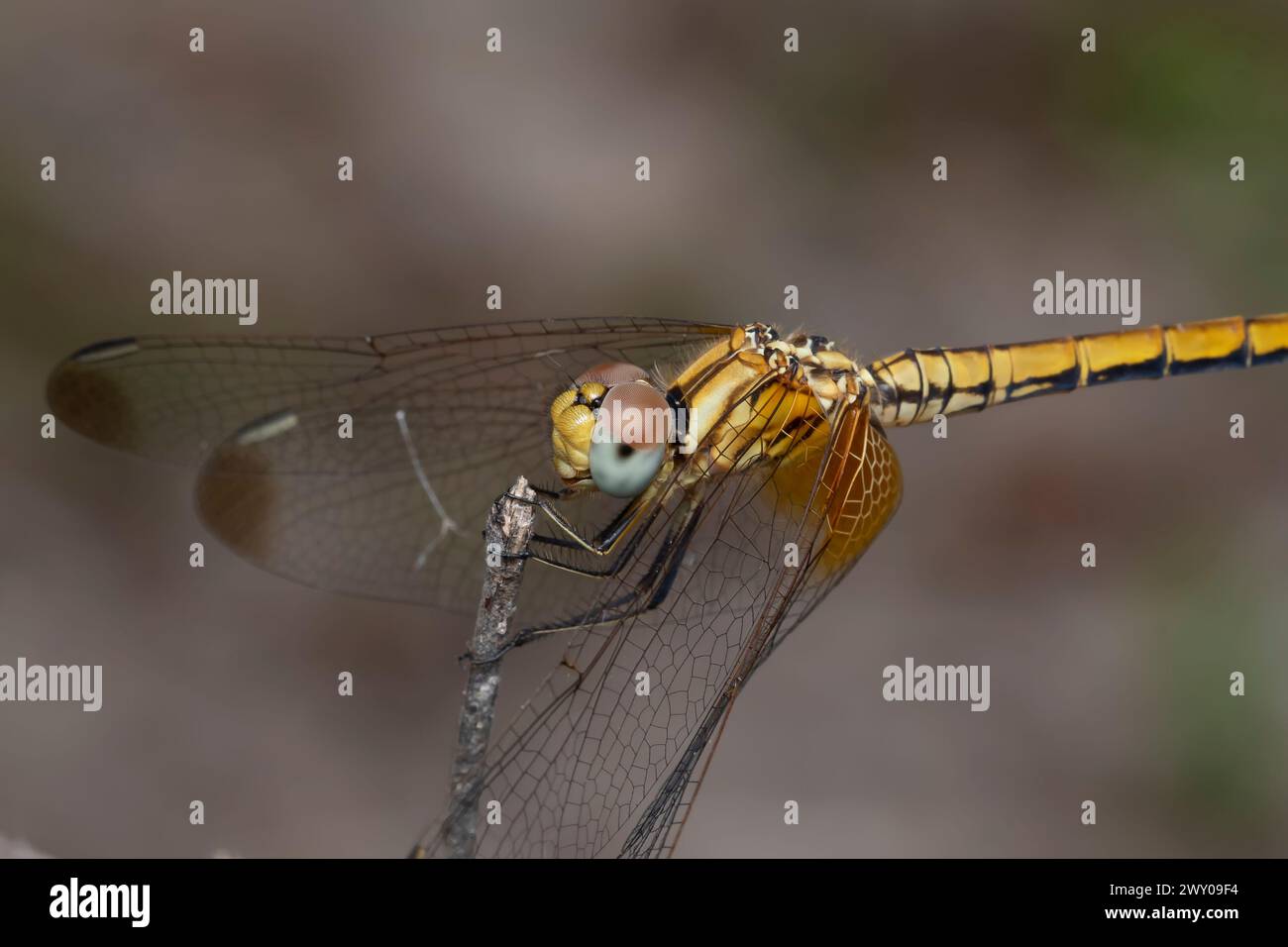 Una vivace contaminazione Brachythemis appollaiata delicatamente su un ramoscello. Foto Stock
