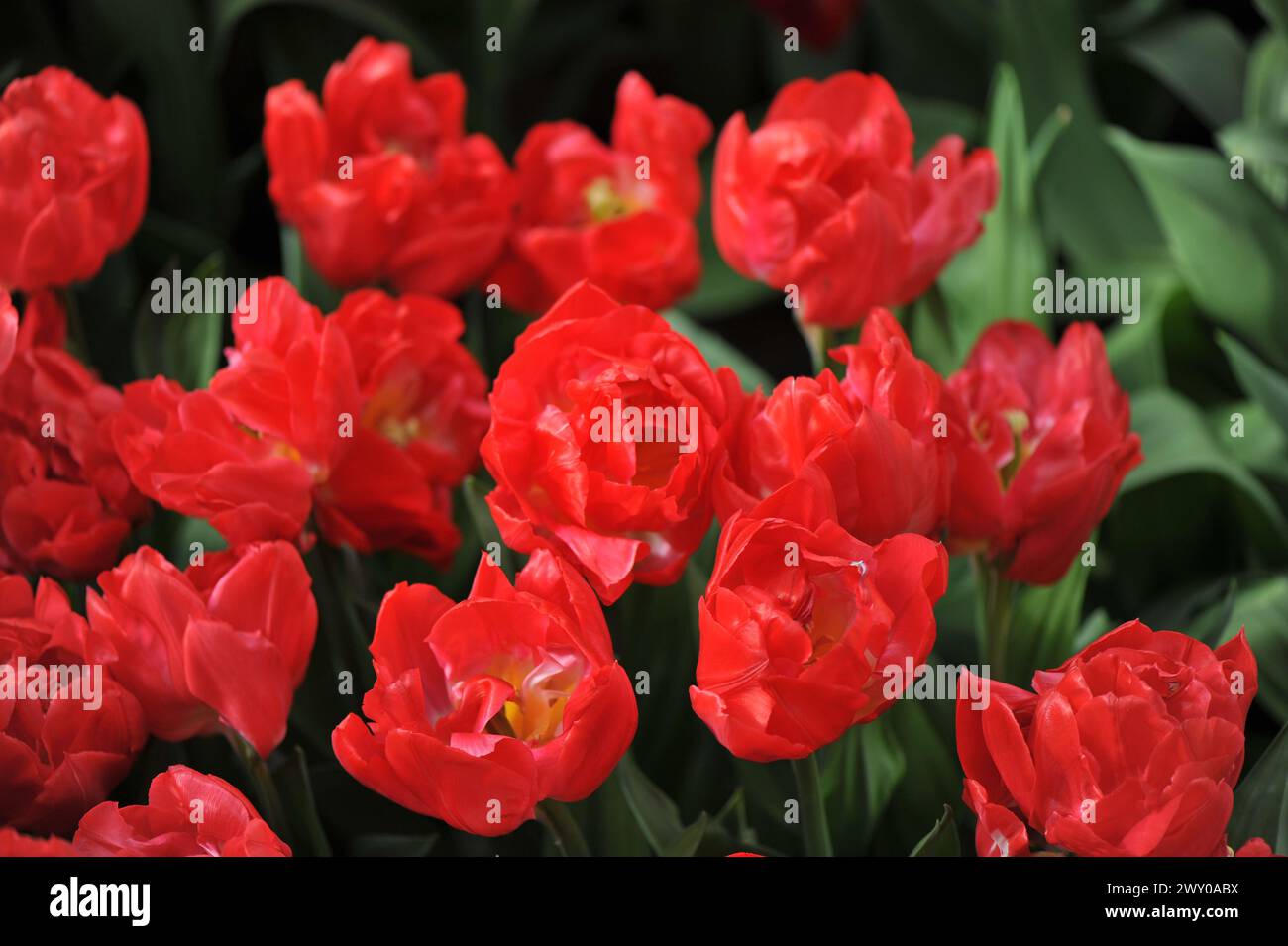 I tulipani doppi rossi (Tulipa) fioriscono in un giardino ad aprile Foto Stock