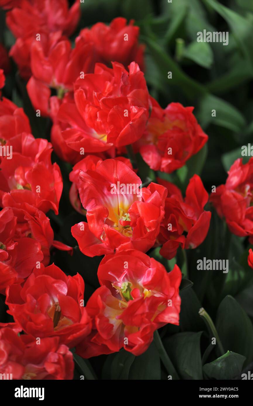 I tulipani doppi rossi (Tulipa) fioriscono in un giardino ad aprile Foto Stock