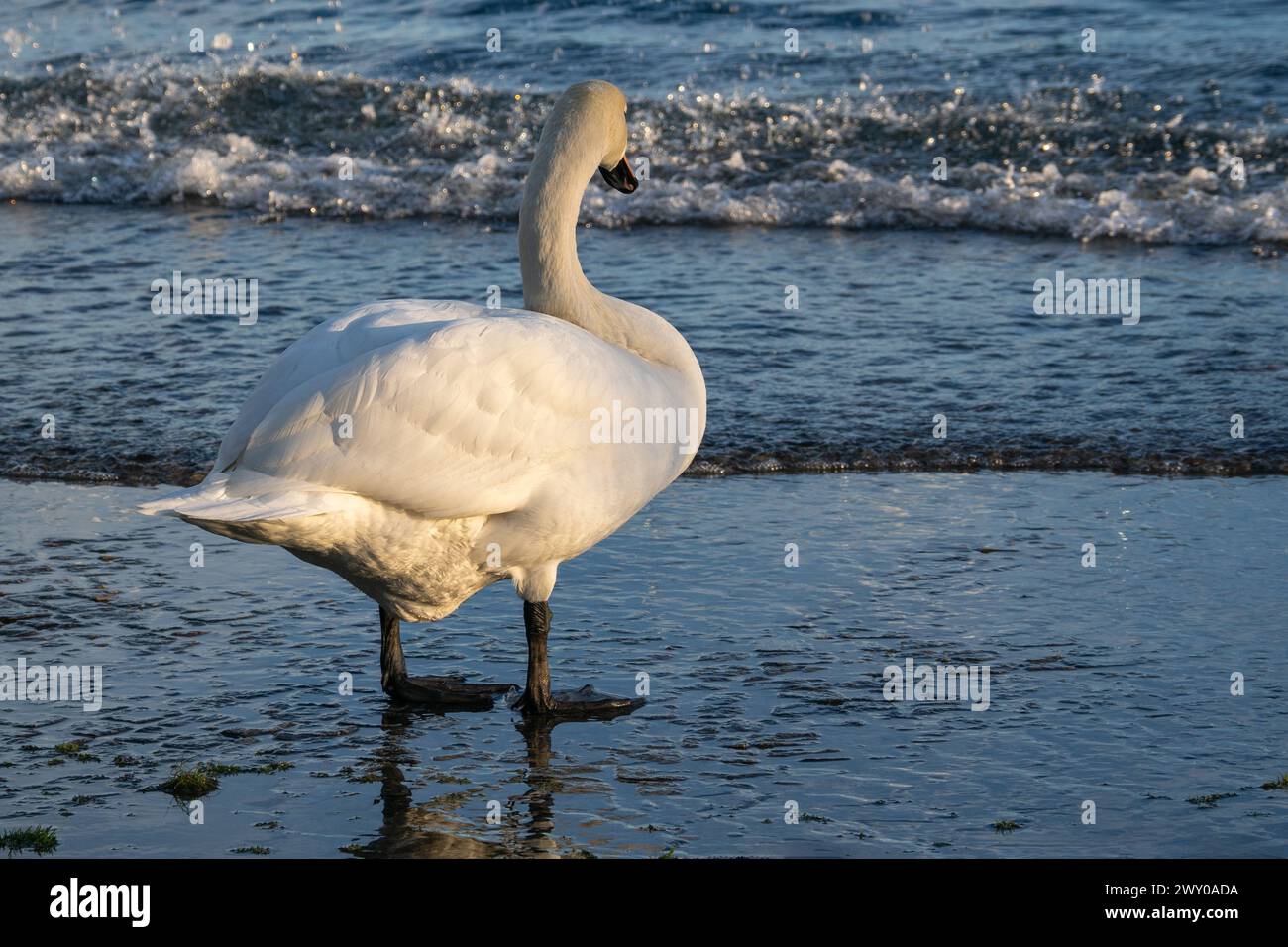 Cigno bianco sulla riva del Lago maggiore a Verbania Pallanza Foto Stock