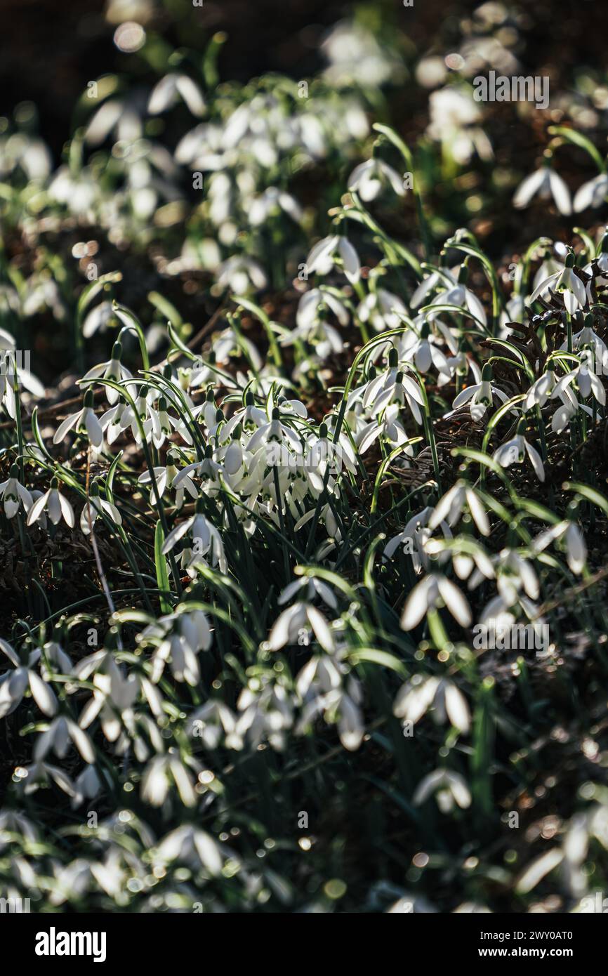 Piccoli fiori con fogliame verde che emergono da un terreno innevato Foto Stock