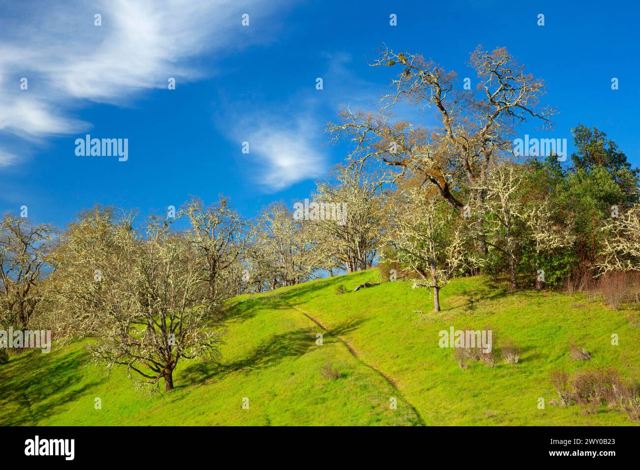 Quercia bianca dell'Oregon (Quercus garryana), North Bank Habitat Management area, Roseburg District Bureau of Land Management, Oregon Foto Stock