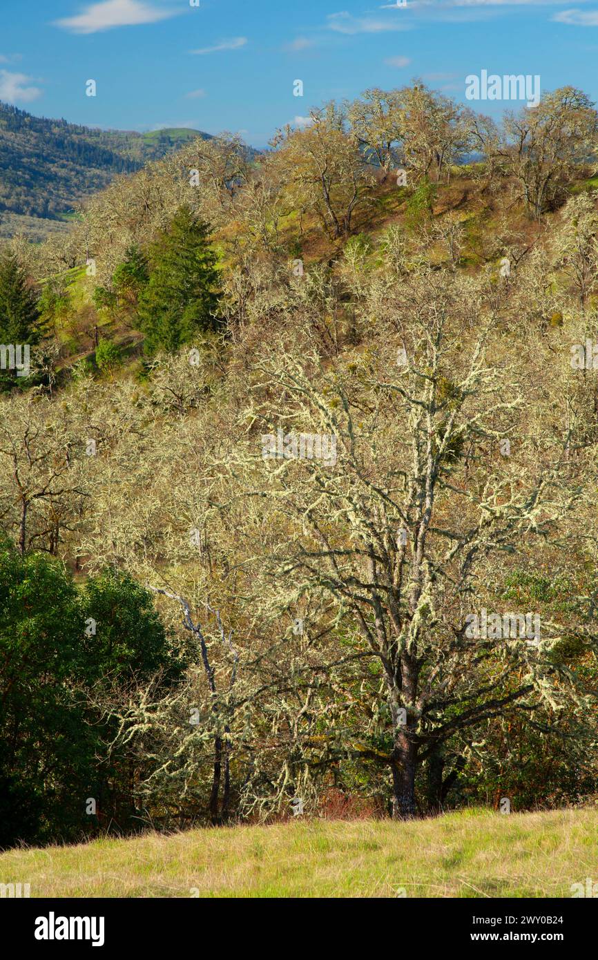 Quercia bianca dell'Oregon (Quercus garryana), North Bank Habitat Management area, Roseburg District Bureau of Land Management, Oregon Foto Stock