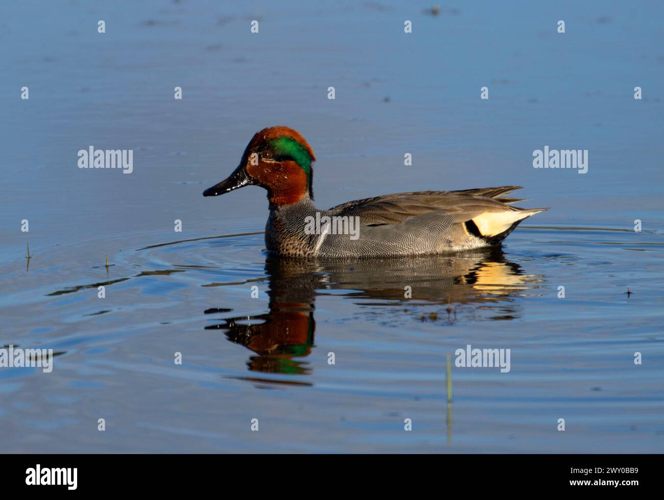 Tè con ali verdi (Anas carolinensis), Ridgefield National Wildlife Refuge, Washington Foto Stock