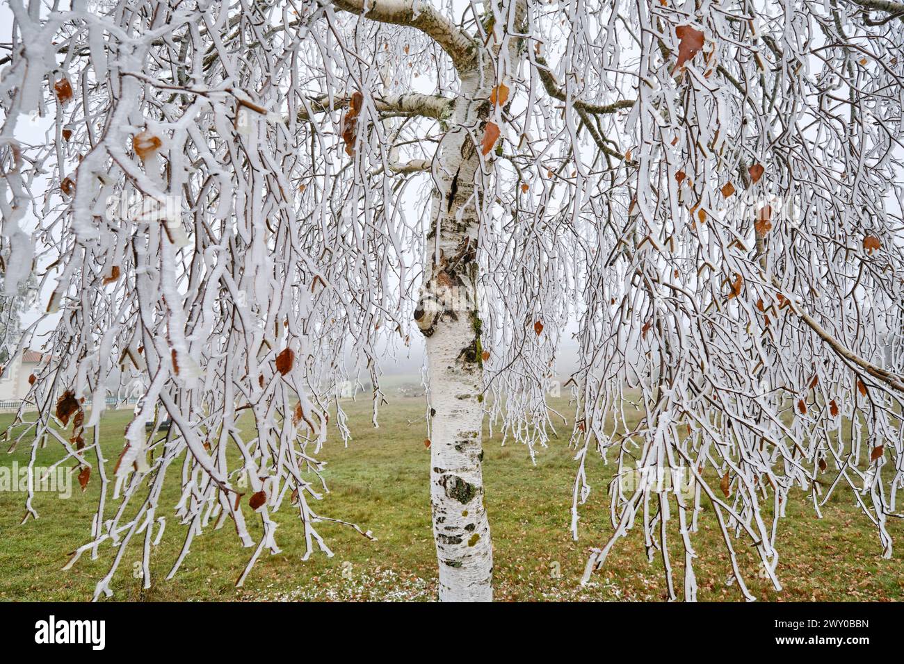 Betulla ghiacciata in inverno. Constantim, Miranda do Douro. Trás-os-Montes, Portogallo Foto Stock