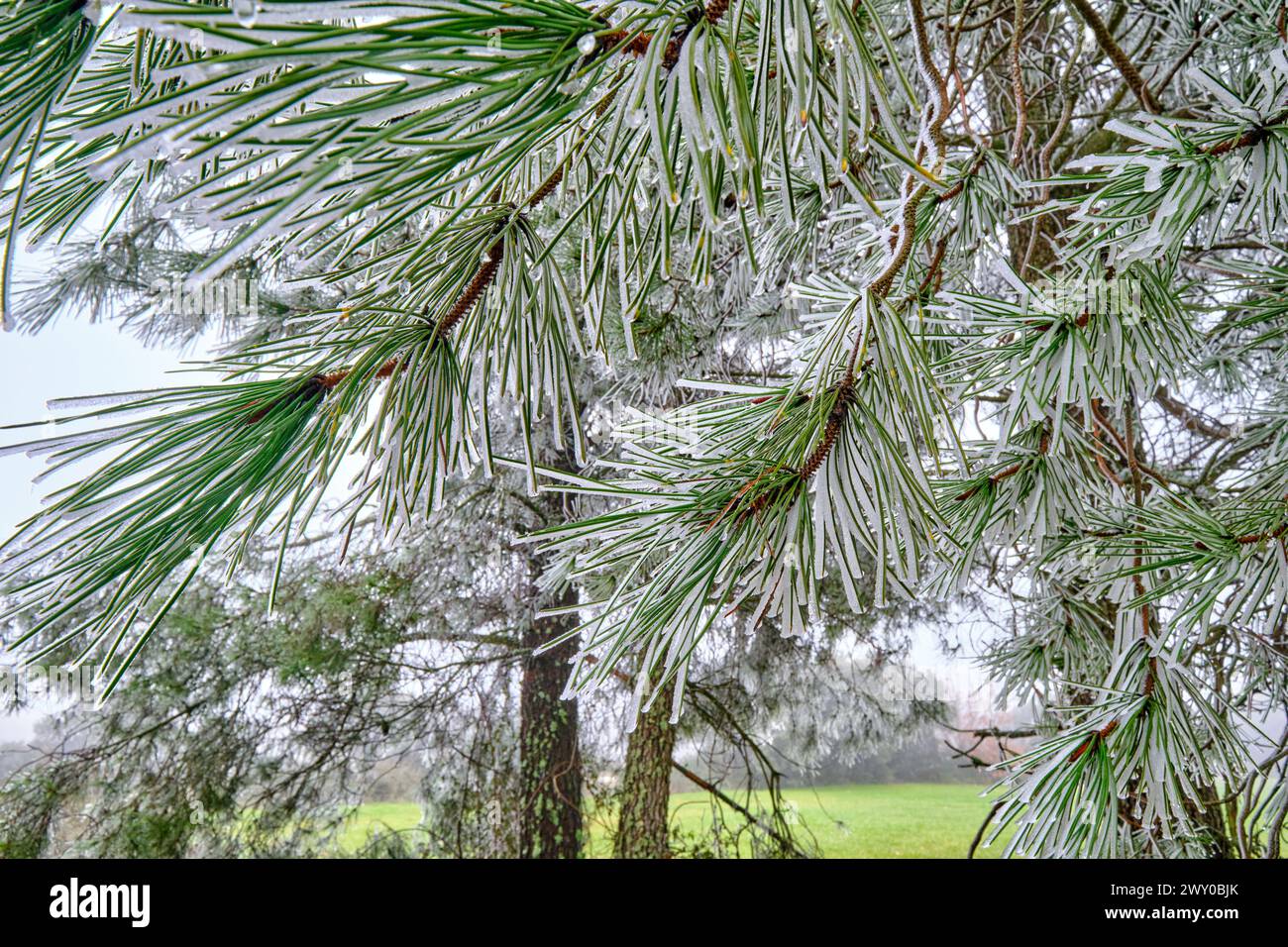 Un pino ricoperto di ghiaccio e gelo. Ifanes, Miranda do Douro. Trás-os-Montes, Portogallo Foto Stock