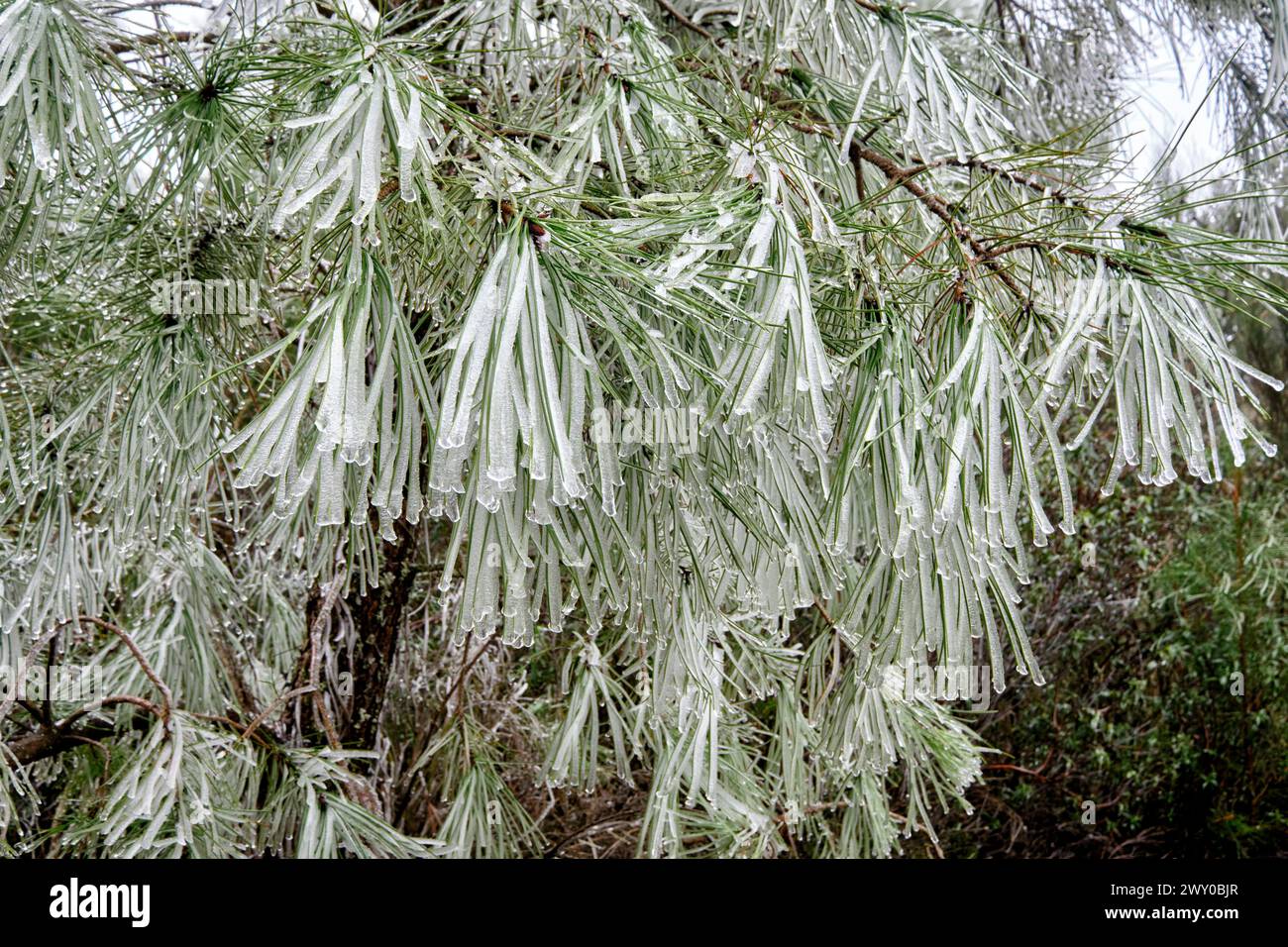 Un pino ricoperto di ghiaccio e gelo. Ifanes, Miranda do Douro. Trás-os-Montes, Portogallo Foto Stock