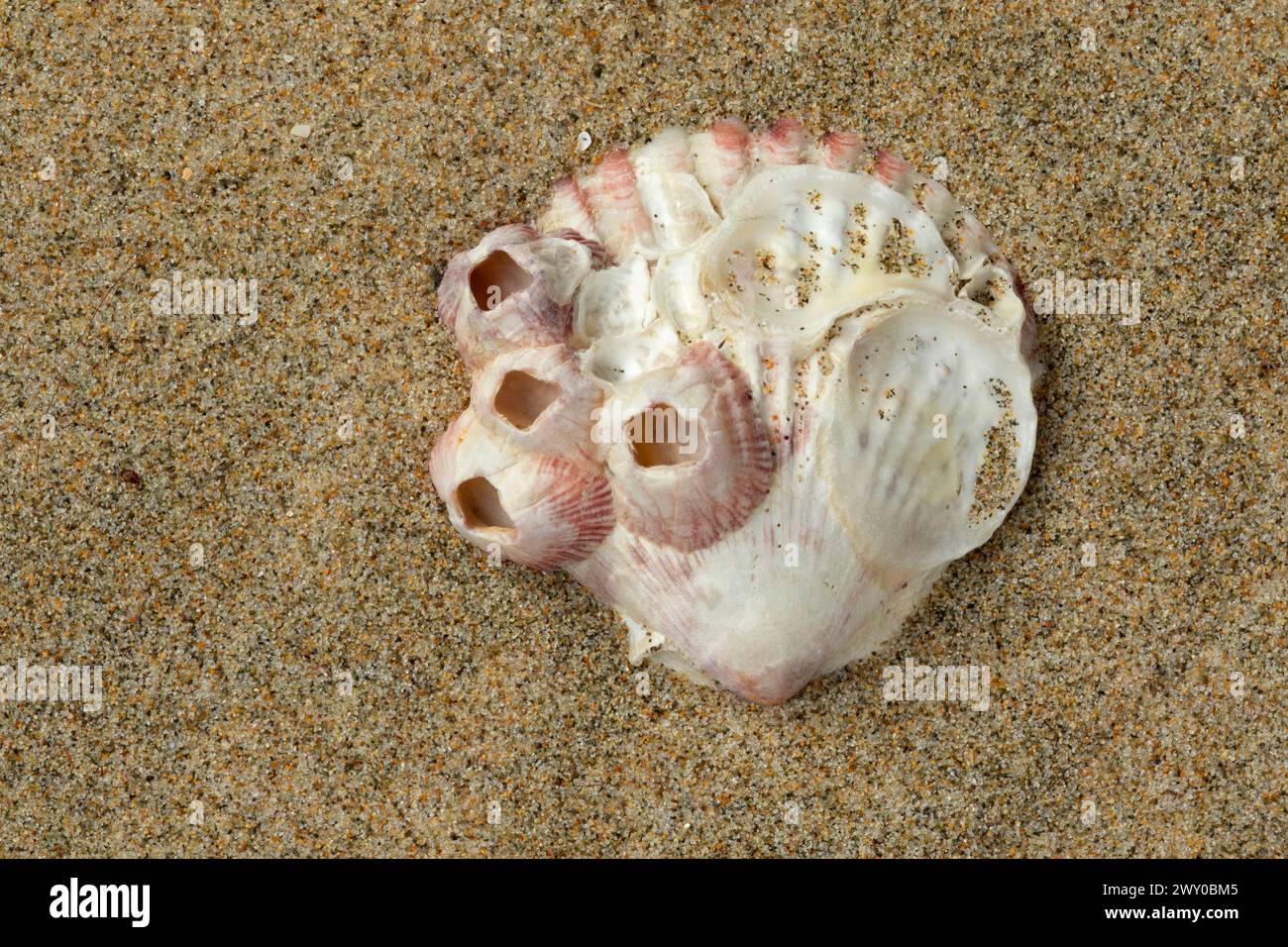 Guscio di granoturco a righe rosse Foto Stock