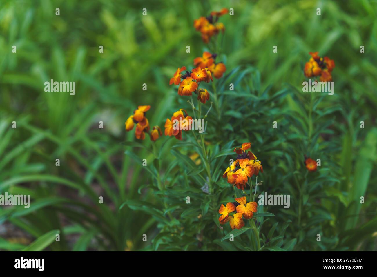 Primo piano di una pianta CHEIRANTHUS CHEIRI O ALHELI GIALLA con un prato verde sullo sfondo Foto Stock