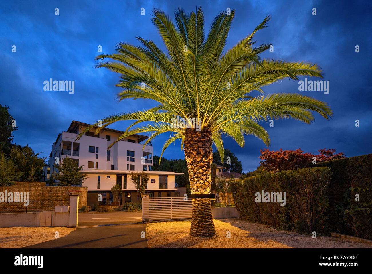 Palmier (Phoenix canariensis) éclairé par un système de rampe lumineuse circulaire fixée autour du tronc (stipe). Le système d'éclairage Phoenix-light Foto Stock