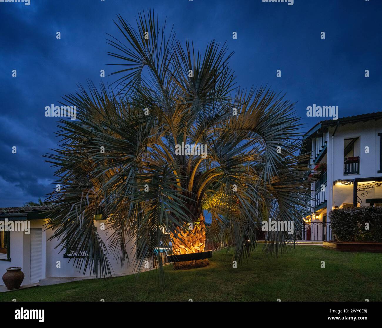 Palma (Butia odorata) illuminata da un sistema di illuminazione circolare fissato intorno al tronco. Foto Stock