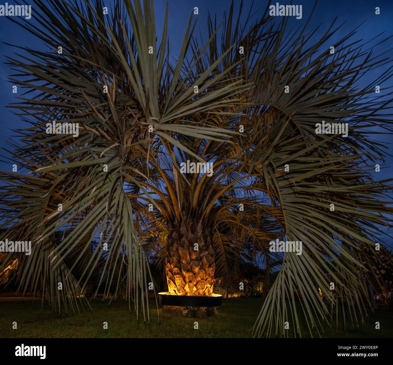 Palma (Butia odorata) illuminata da un sistema di illuminazione circolare fissato intorno al tronco. Foto Stock