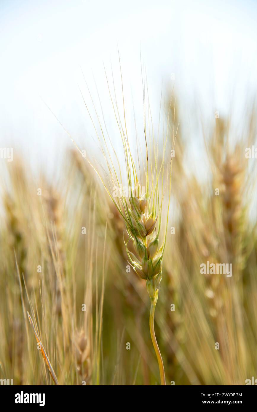 Orzo da vicino nella fattoria Foto Stock