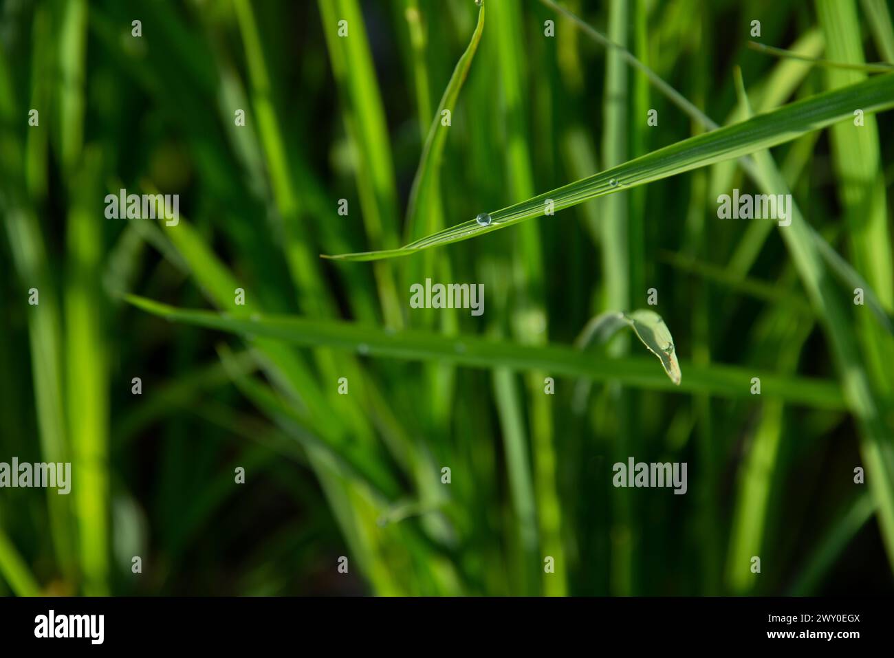 Rugiada mattutina su un'erba Foto Stock