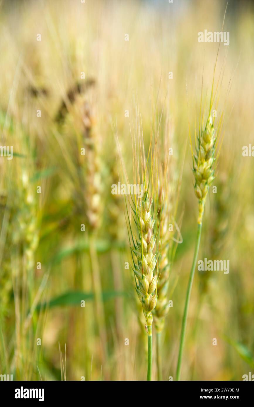 Orzo da vicino nella fattoria Foto Stock