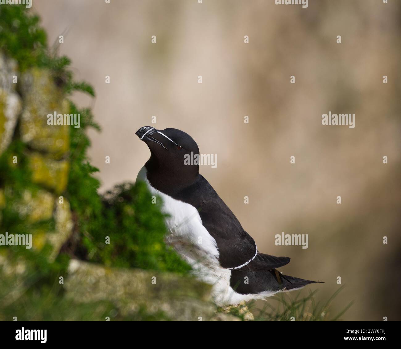 un singolo becco di rasoio seduto su una scogliera con vegetazione in primo piano Foto Stock