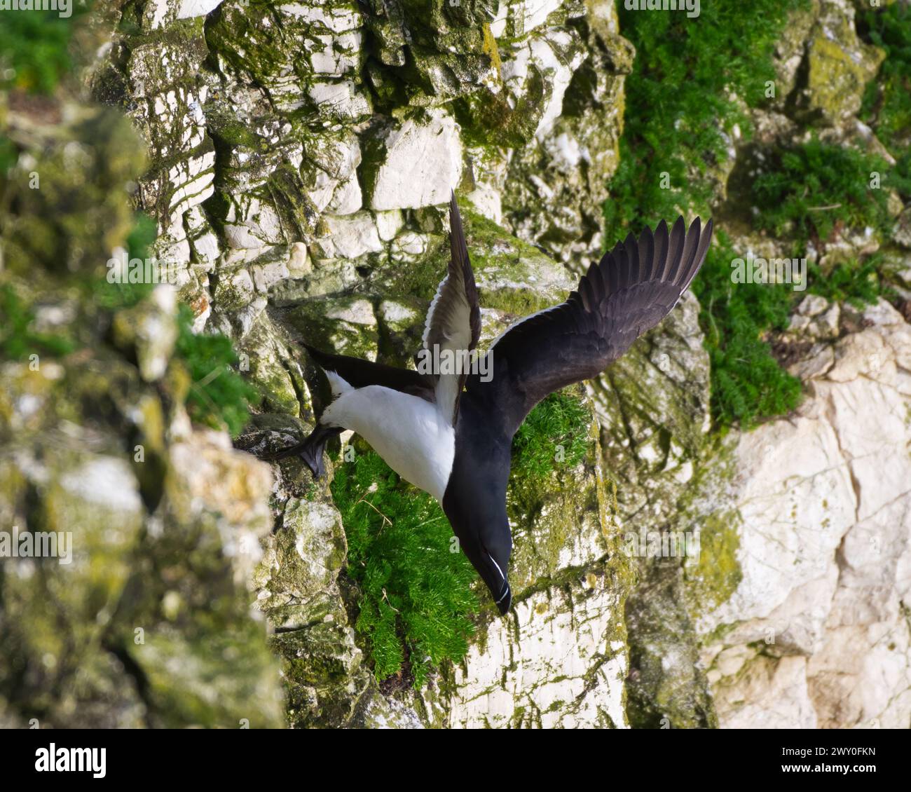 un singolo razorbill appena iniziato a tuffarsi da una scogliera Foto Stock