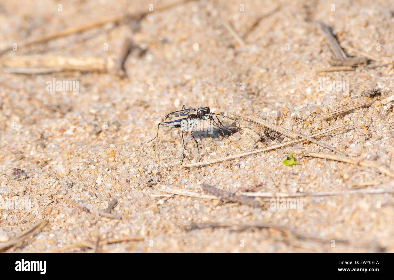 Un raro coleottero tigre Lophyra fasciculicornis si vede attraversare il suo ambiente sabbioso in Sud Africa. Foto Stock