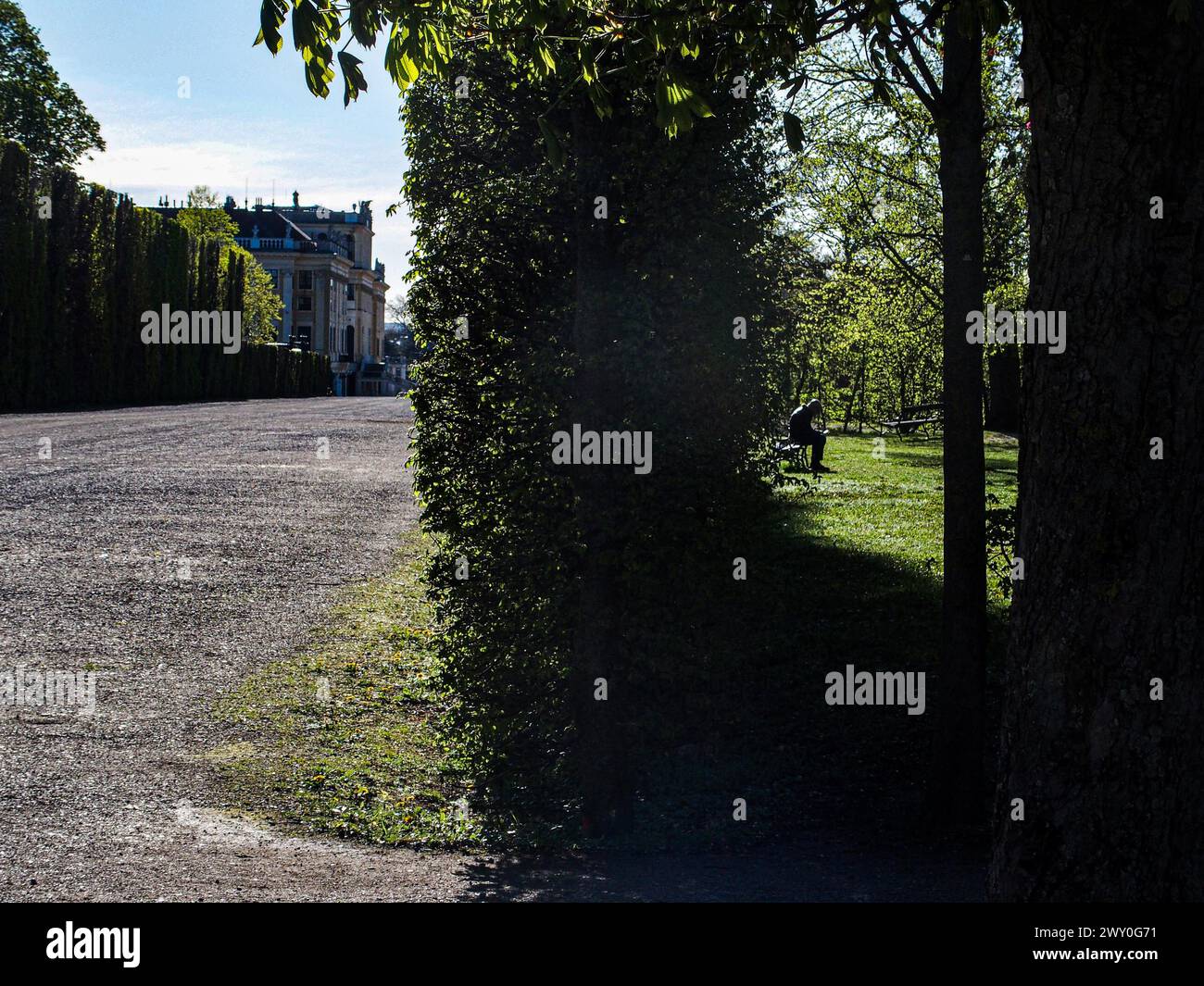 Vienna, Austria, Austria. 3 aprile 2024. Una prospettiva della larghezza della parete dell'albero su entrambi i lati dei Giardini Schonbrunn. Il lato a sinistra è il sentiero per il palazzo e quello a destra è un uomo seduto su una panchina in un'area verde di riposo. Una delle molte aree di privacy nei giardini. I giardini sono famosi per i loro elaborati e scolpiti giardini di cespugli e alberi ornati, risalenti a tradizioni centenarie, ed è una delle destinazioni turistiche più popolari con oltre 3 milioni di visitatori ogni anno. (Credit Image: © Bianca Otero/ZUMA Press Wire) SOLO PER USO EDITORIALE! Foto Stock