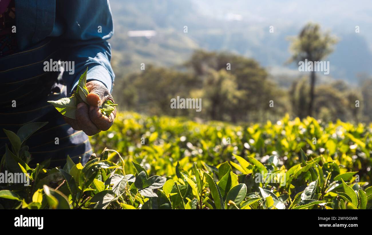 Lavoratore sulla piantagione del tè. Primo piano della raccolta manuale delle foglie di tè in Sri Lanka. Foto Stock