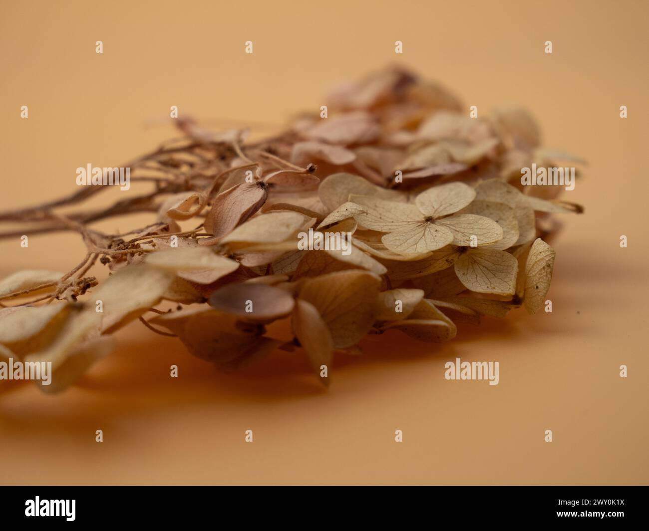 Alcuni fiori secchi su sfondo arancione, uno con spago Foto Stock