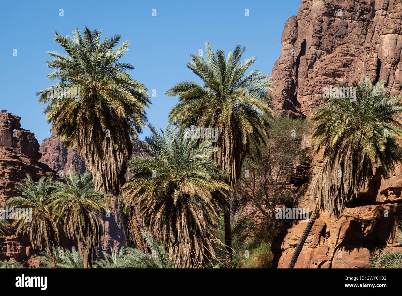 Wadi al Disah, un famoso canyon e un'oasi mozzafiato vicino a Tabuk in Arabia Saudita nel Medio Oriente Foto Stock