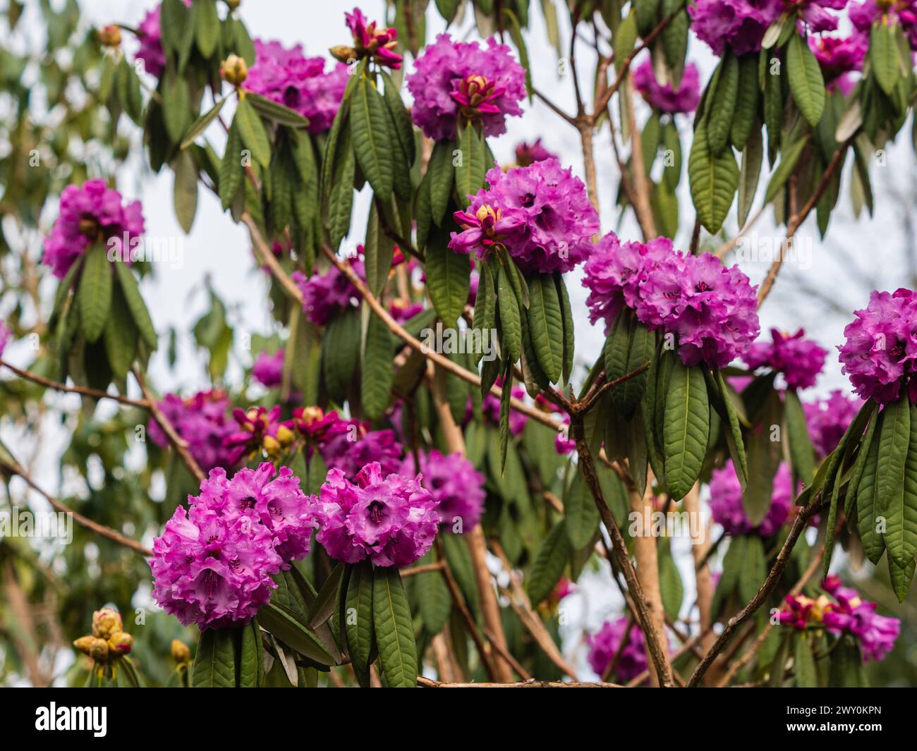 I fiori viola primaverili del robusto arbusto ornamentale Rhododendron niveum si stagliano su capriate sopra le lunghe e strette foglie Foto Stock