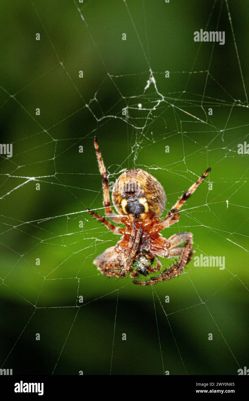 Ragno Araneus diadematus Foto Stock