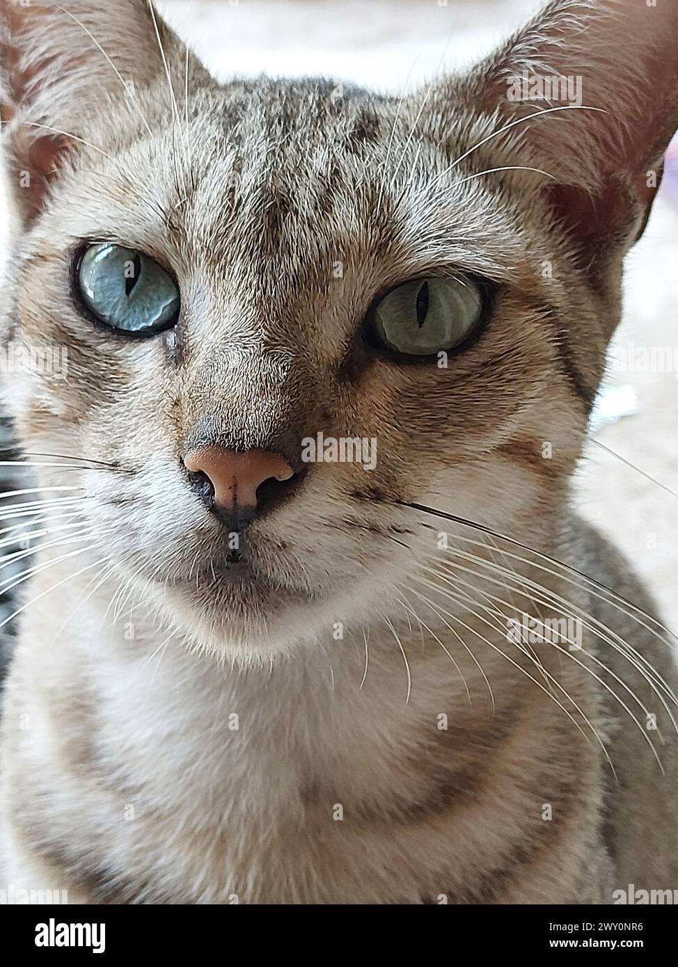 Un gatto preoccupato appollaiato su un davanzale Foto Stock