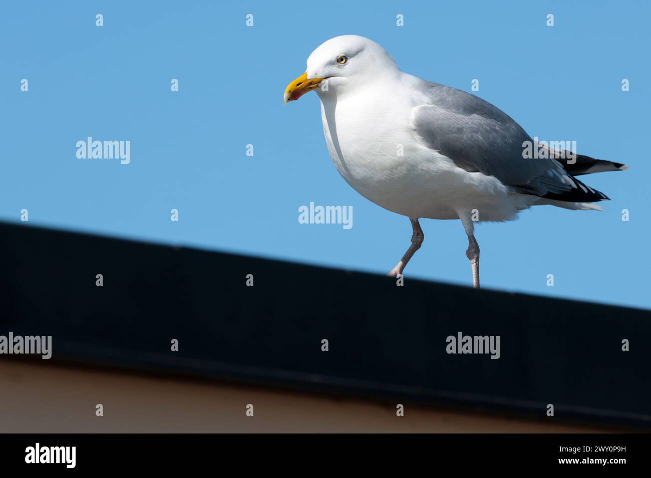 gabbiano di aringa larus argentatus, parti superiori e ali grigie punte delle ali nere testa bianca e parti inferiori becco giallo con macchia rossa alla punta gambe rosa occhio pallido Foto Stock