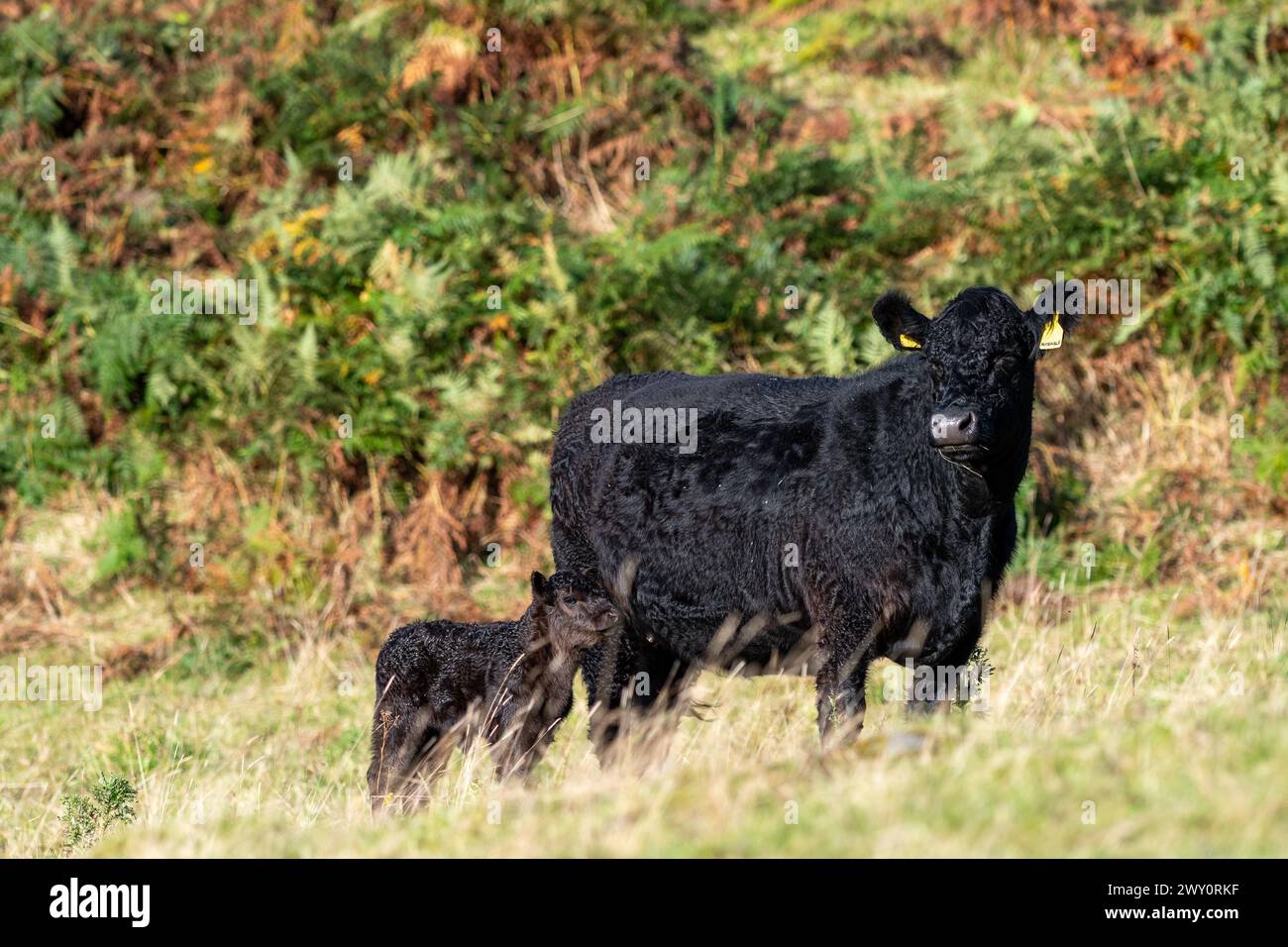 Vacca pedigree Galloway con vitello appena nato in un terreno marginale a Dumfries e Galloway, Scozia, Regno Unito. Foto Stock