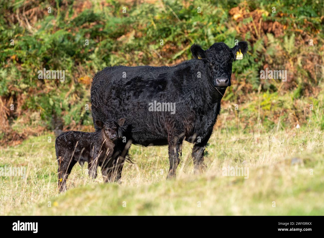 Vacca pedigree Galloway con vitello appena nato in un terreno marginale a Dumfries e Galloway, Scozia, Regno Unito. Foto Stock