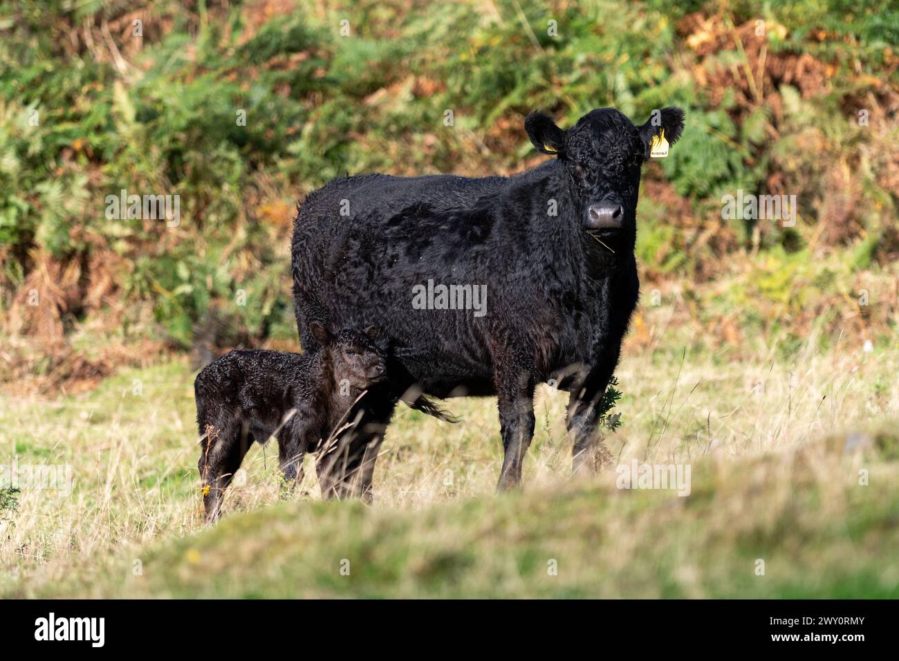Vacca pedigree Galloway con vitello appena nato in un terreno marginale a Dumfries e Galloway, Scozia, Regno Unito. Foto Stock