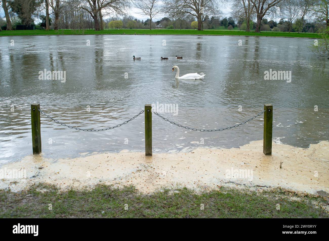 Datchet, Berkshire, Regno Unito. 3 aprile 2024. Le acque reflue galleggiano sul Tamigi a Datchet, Berkshire, dove si nutrono cigni, oche e anatre. Le acque del Tamigi scaricano le acque meteoriche, tra cui le acque reflue del vicino Tamigi nel fiume Tamigi nella vicina Windsor, così come numerosi punti lungo il fiume Tamigi. Gli equipaggi che gareggiavano nella corsa Oxford contro Cambridge nel fine settimana si sono ammalati. Un canottiere del team di Oxford che ha perso la Boat Race di sabato si è lamentato di "cacca in acqua" e ha affermato che la malattia causata da un focolaio di E. coli ha giocato un ruolo nel loro de Foto Stock