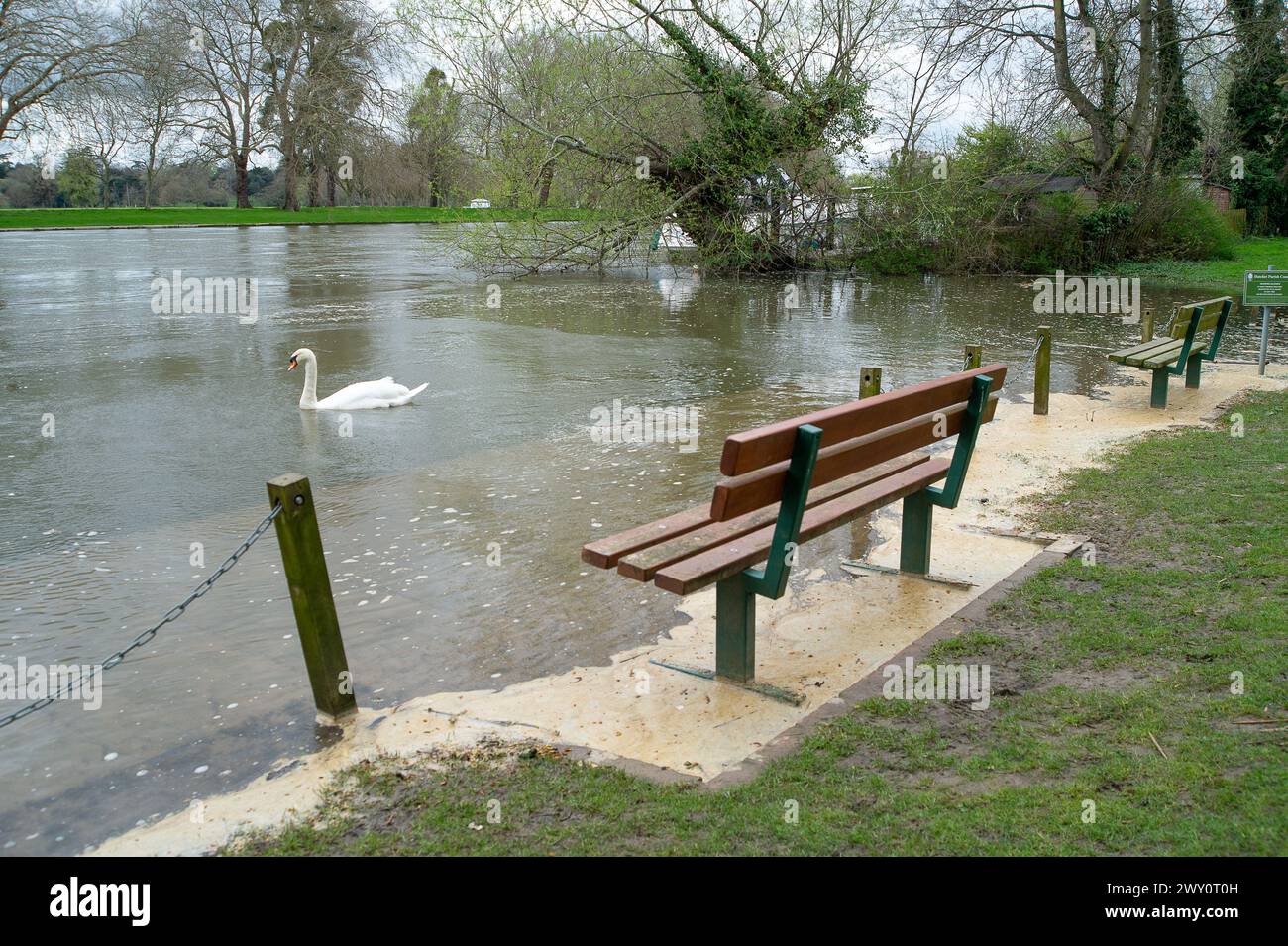 Datchet, Berkshire, Regno Unito. 3 aprile 2024. Le acque reflue galleggiano sul Tamigi a Datchet, Berkshire, dove si nutrono cigni, oche e anatre. Le acque del Tamigi scaricano le acque meteoriche, tra cui le acque reflue del vicino Tamigi nel fiume Tamigi nella vicina Windsor, così come numerosi punti lungo il fiume Tamigi. Gli equipaggi che gareggiavano nella corsa Oxford contro Cambridge nel fine settimana si sono ammalati. Un canottiere del team di Oxford che ha perso la Boat Race di sabato si è lamentato di "cacca in acqua" e ha affermato che la malattia causata da un focolaio di E. coli ha giocato un ruolo nel loro de Foto Stock