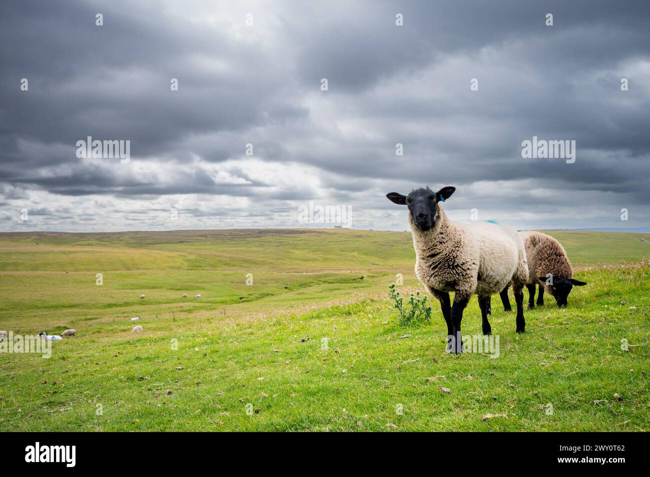 Pecore su un campo erboso, paesaggio rurale, cielo torbido nuvoloso, Duncansby Stacks, Mare del Nord, Duncansby Head, John o'Groats, Scozia, Regno Unito Foto Stock