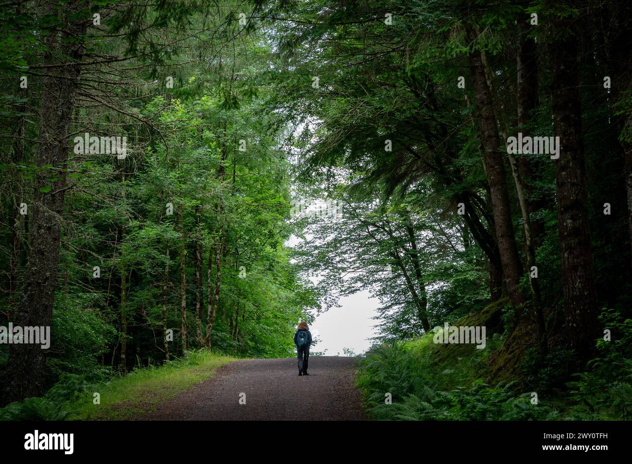 Donna che cammina tra boschi e alberi, escursionismo nel castello di Inveraray, ad Argyll e Bute, West Highlands of Scotland, Regno Unito Foto Stock