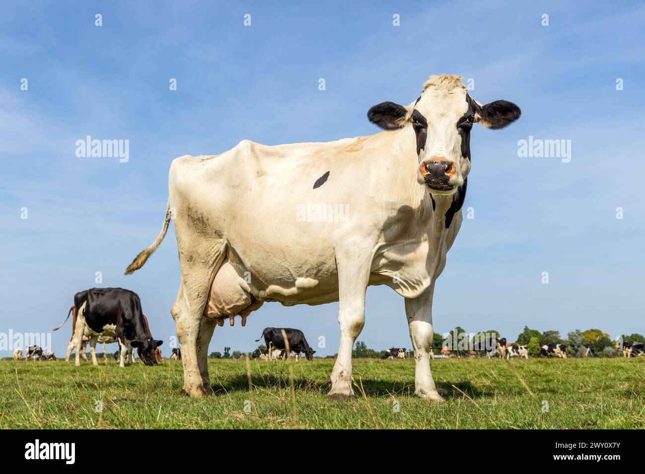 Una mucca in piedi a tutta lunghezza con vista laterale, il bestiame da latte bianco e nero nel campo, un cielo blu Foto Stock